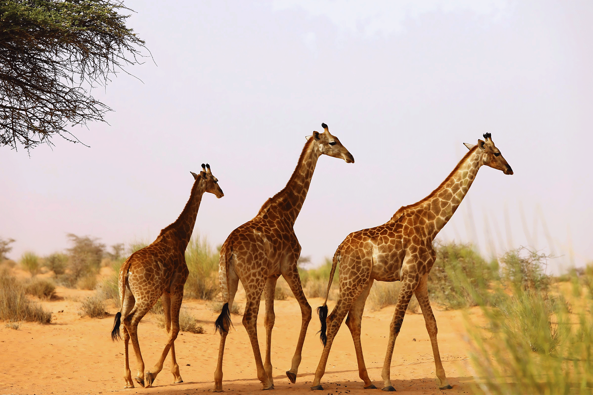 Girafes et zèbres