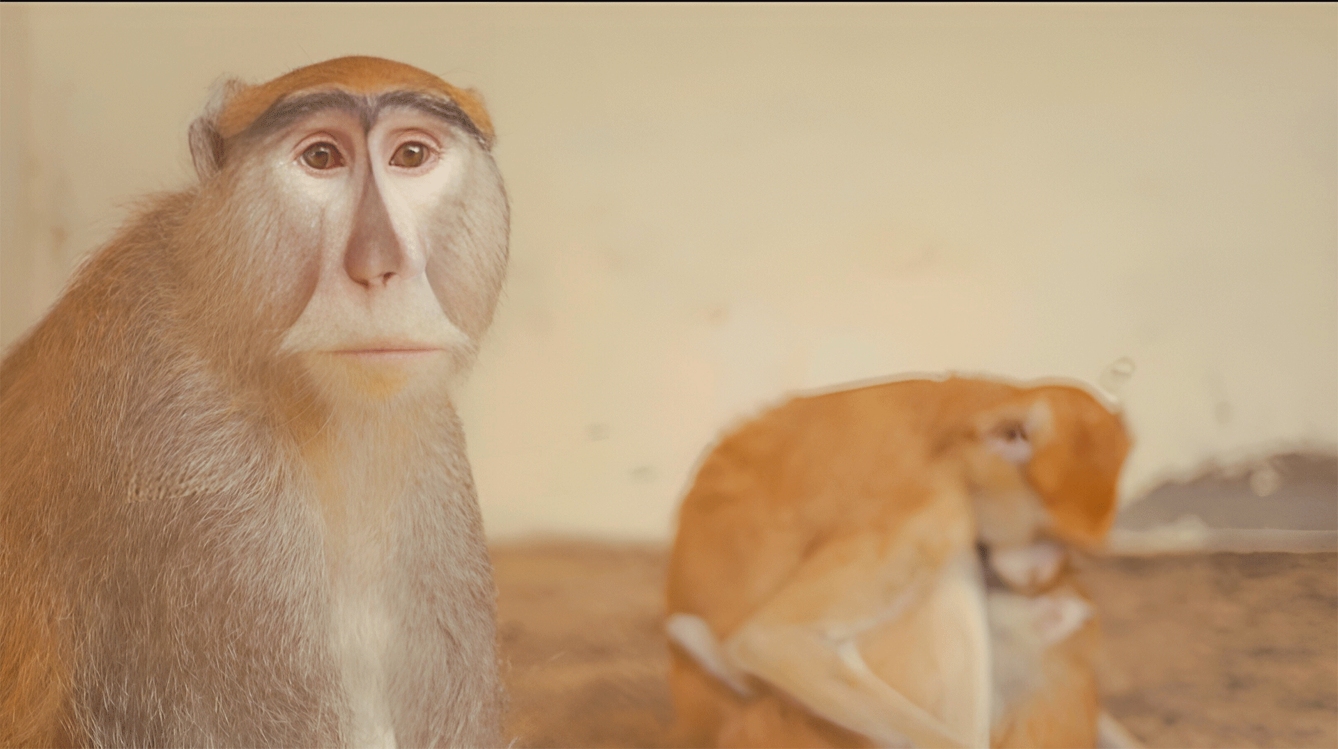Primates